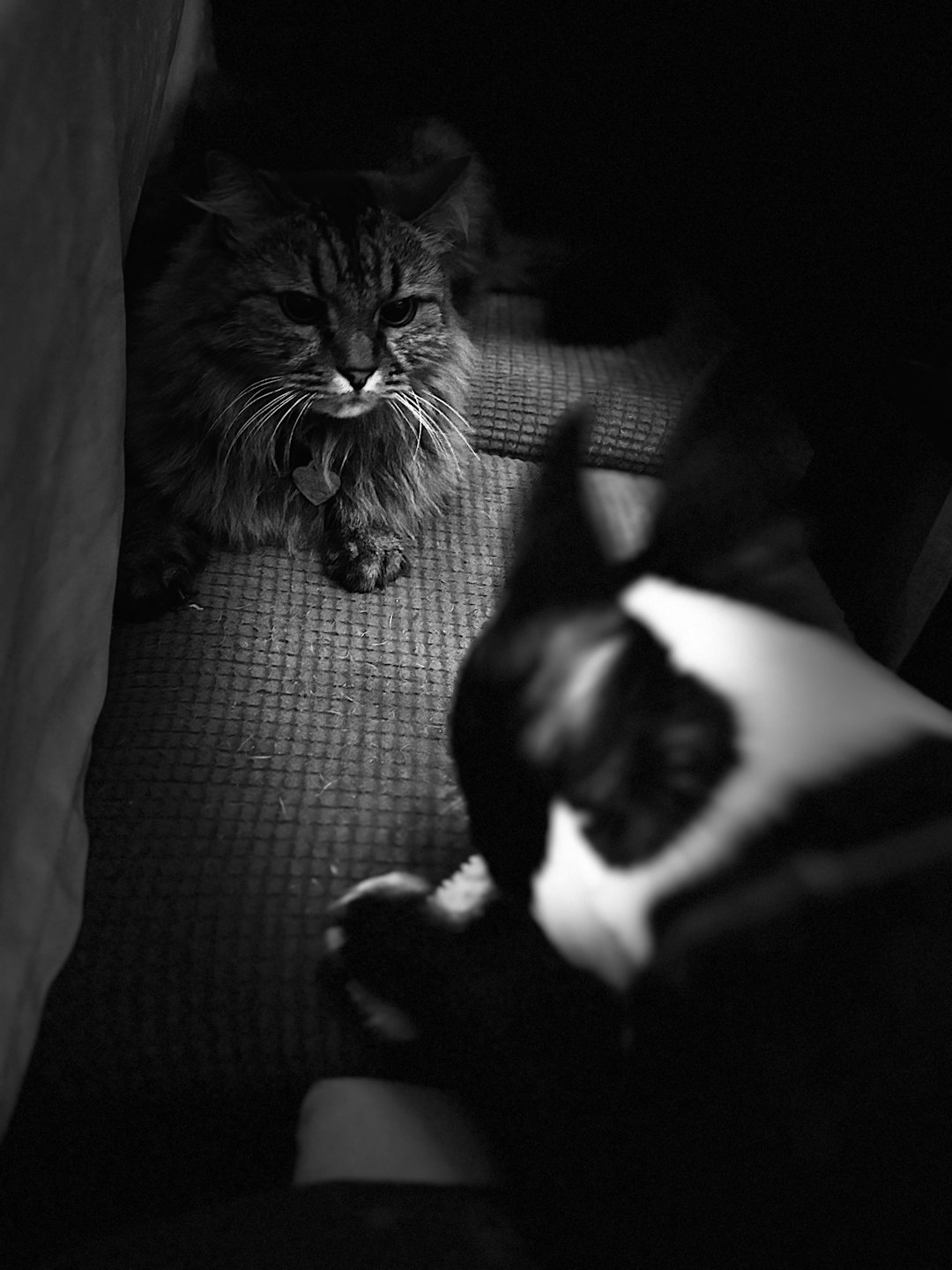 Проблемы с зубами у собаки